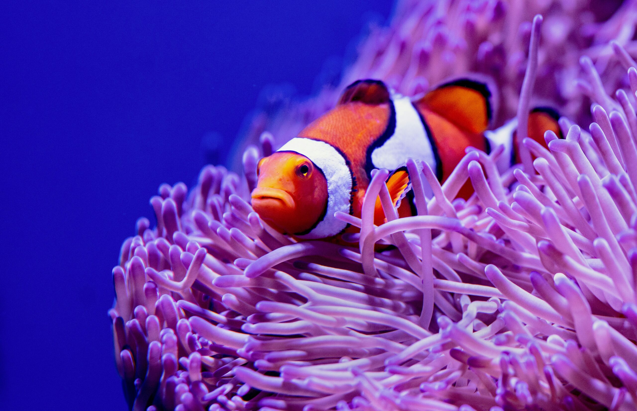 Maamendhoo Outer Reef