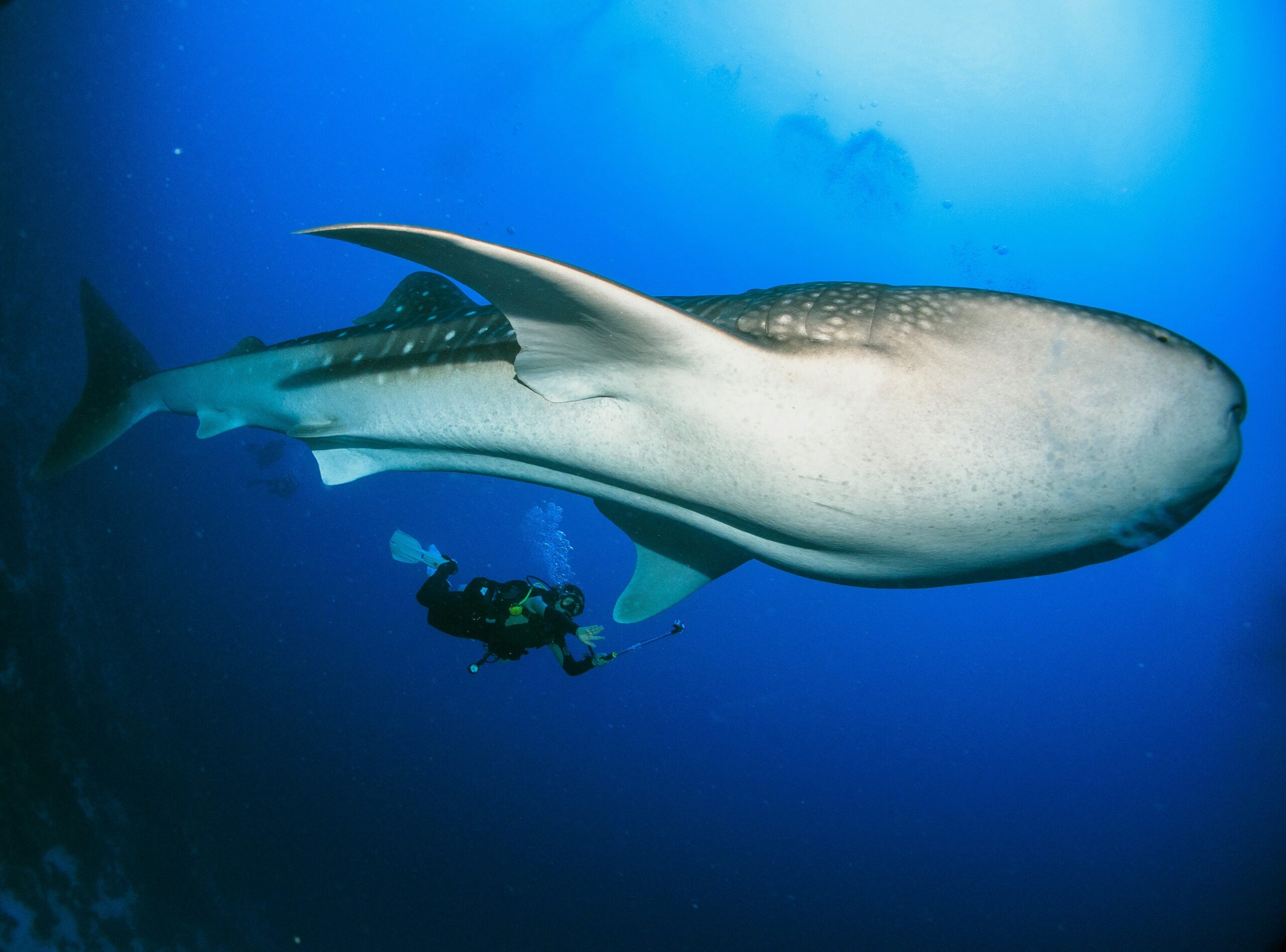 Underwater ocean scene