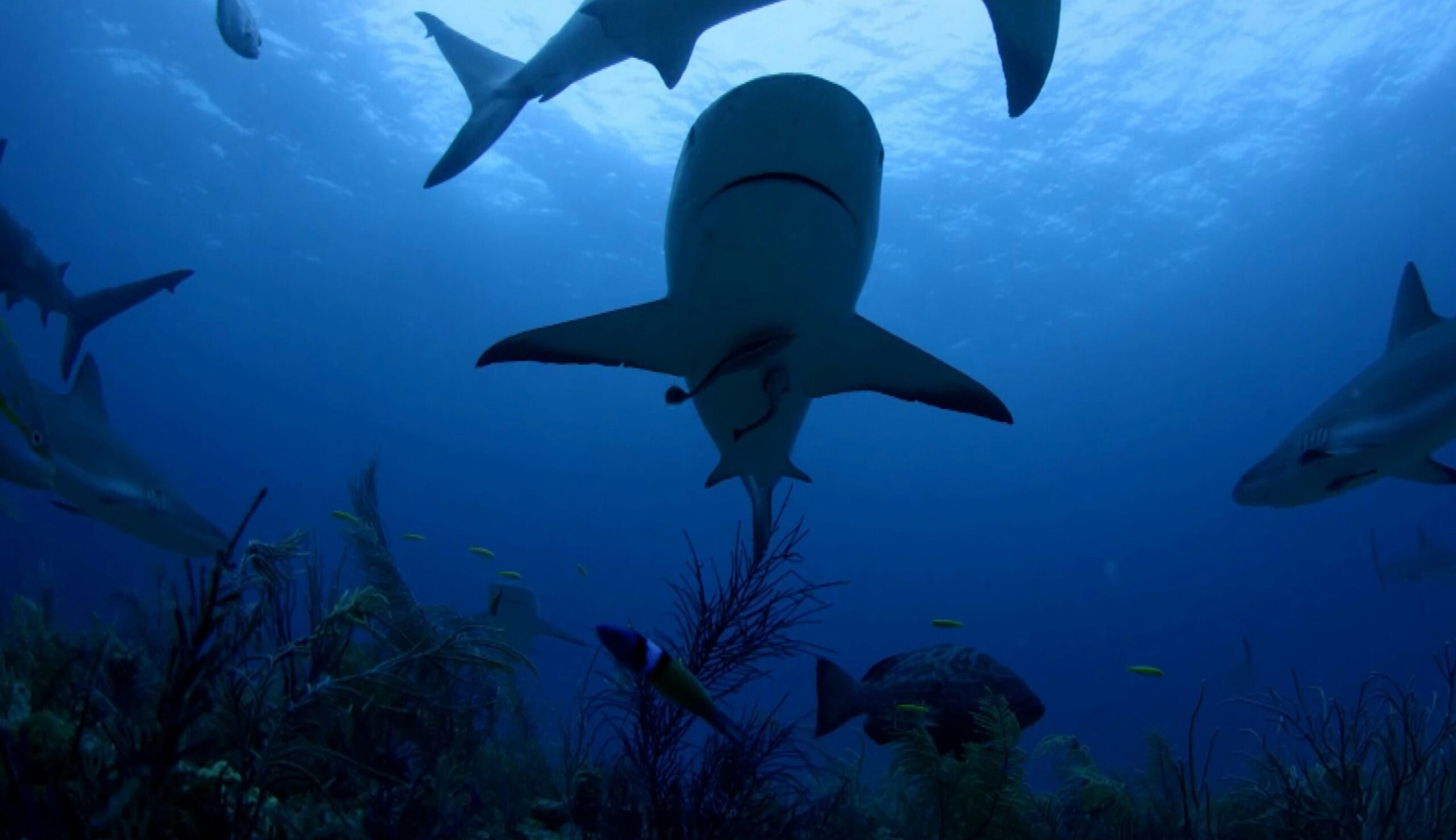 Kooddoo Faru (Shark Point)