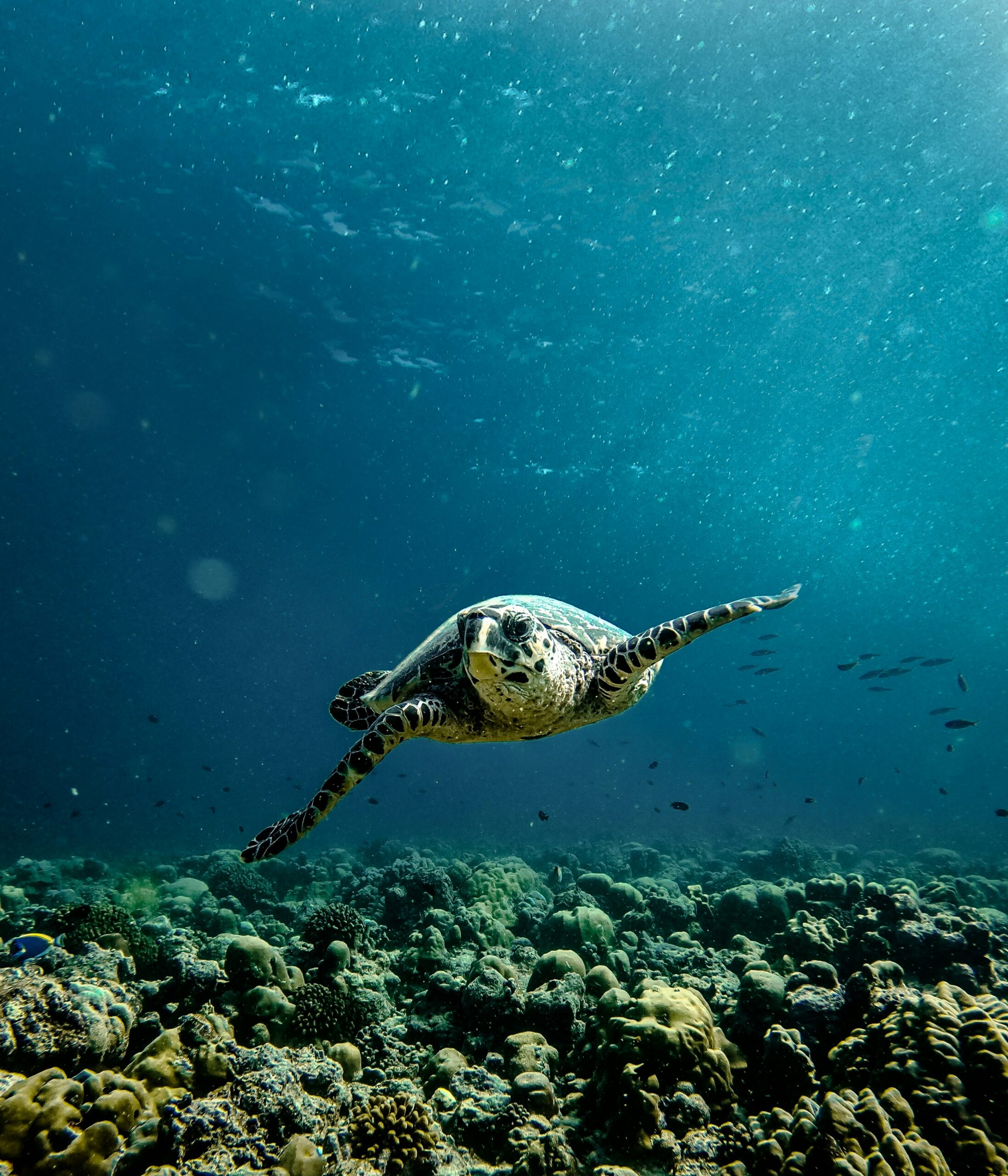 Endless blues with wild turtles